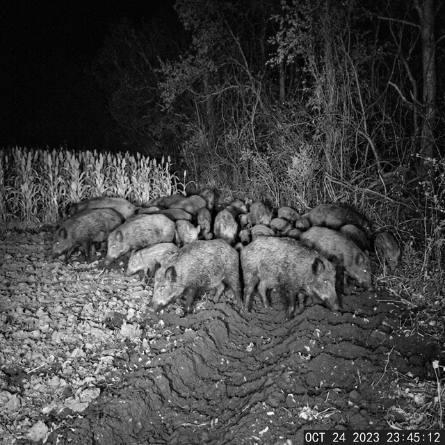 Managing Feral Hogs or Coyotes on Your Property Safely