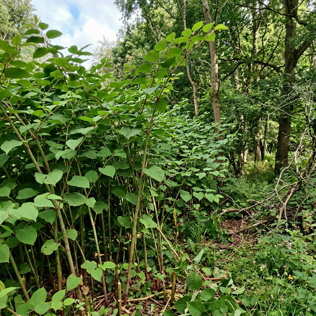 Japanese Knotweed, Giant Hogweed, & Tree-of-Heaven: 2026 Update on Control Methods